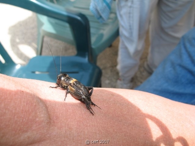 2007 05 Séjour en Brenne 052